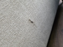 Sofa Toulouse Henders& Hazel 3 osobowa 218 cm