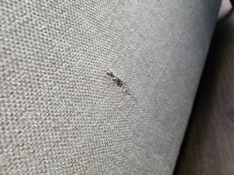 Sofa Toulouse Henders& Hazel 3 osobowa 218 cm Sofa Toulouse Henders& Hazel 3 osobowa 218 cm